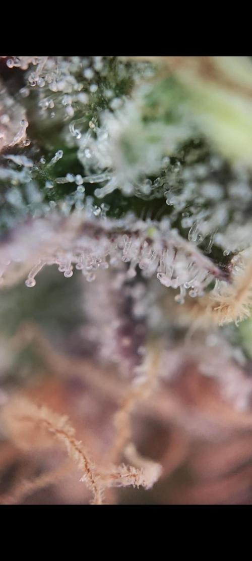 Grounded Genetics Grow. Week 14