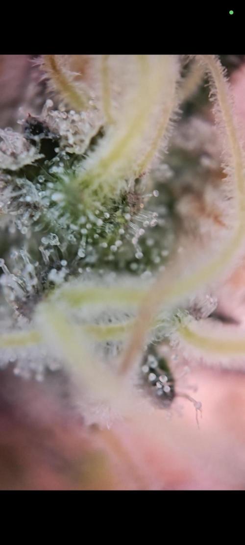 Grounded Genetics Grow. Week 14