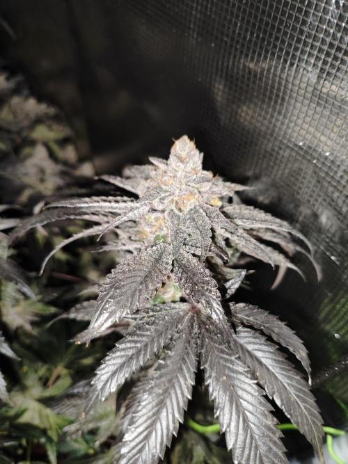 Grounded Genetics Grow. Week 14