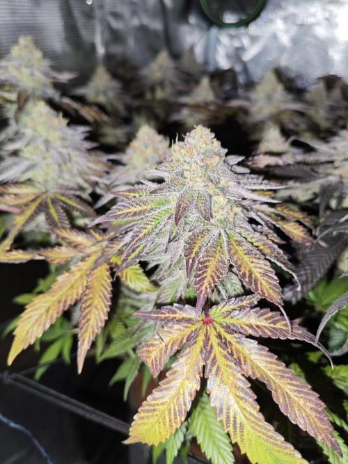 Grounded Genetics Grow. Week 14