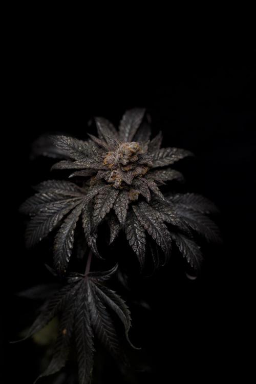 Grounded Genetics Grow. Week 15