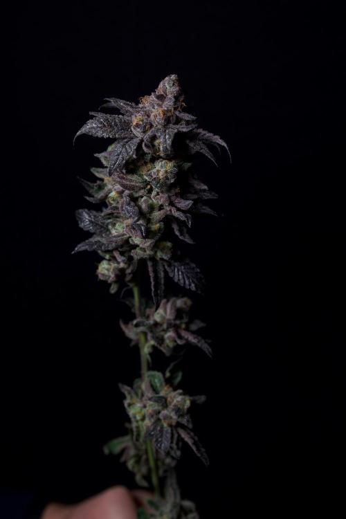 Grounded Genetics Grow. Week 15