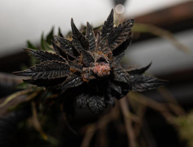 Grounded Genetics Grow. Week 15