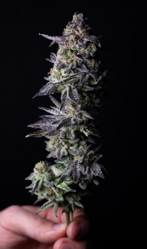 Grounded Genetics Grow. Week 15