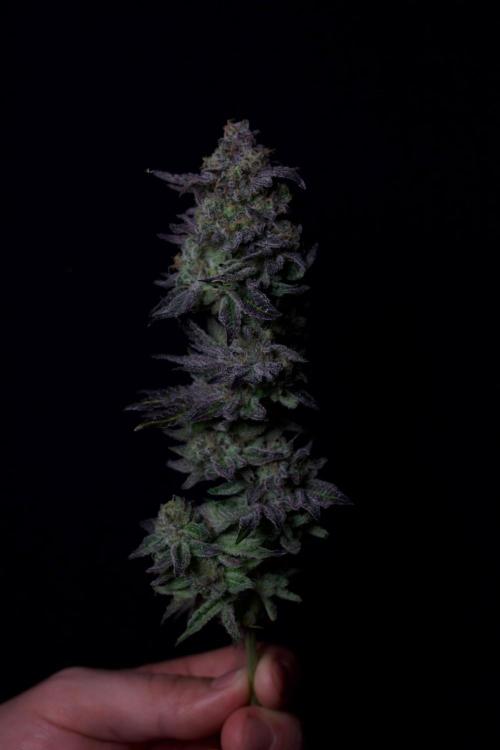 Grounded Genetics Grow. Week 15