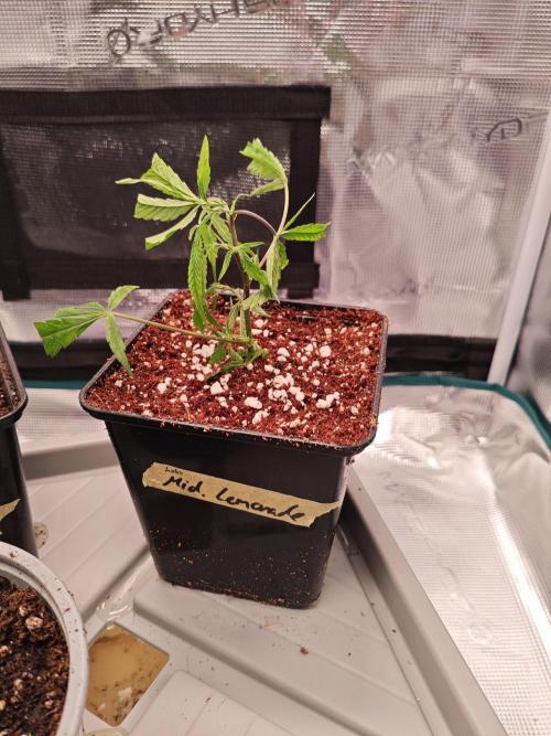 HNNY Midnight Lemonade 🍋. Week 1