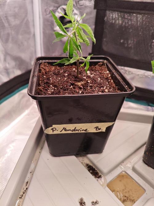 Pure Mandarine Bomb 🍊. Week 1