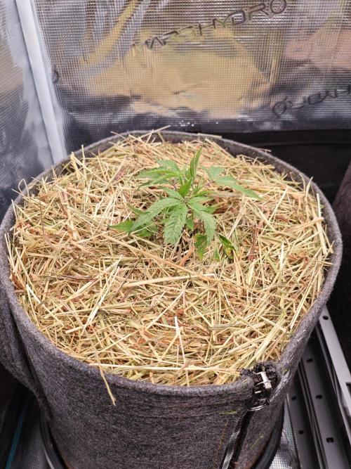 Pure Mandarine Bomb 🍊. Week 2