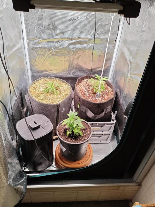 Pure Mandarine Bomb 🍊. Week 2