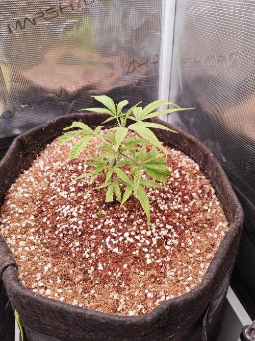 HNNY Midnight Lemonade 🍋. Week 2