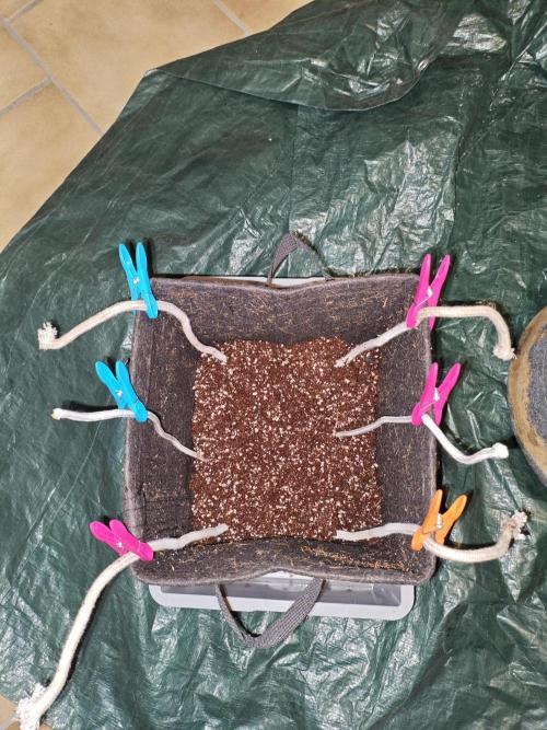 HNNY Midnight Lemonade 🍋. Week 2