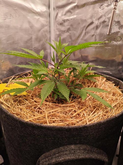 Pure Mandarine Bomb 🍊. Week 3