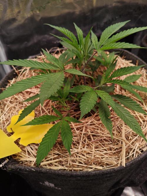 Pure Mandarine Bomb 🍊. Week 3
