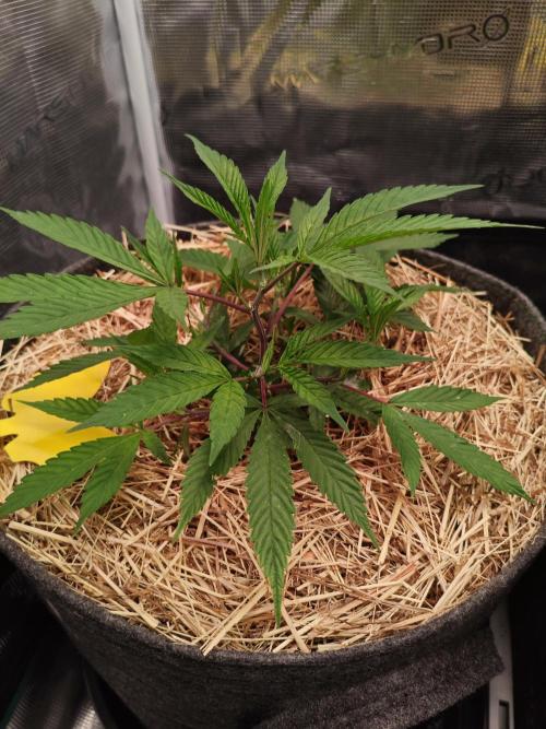 Pure Mandarine Bomb 🍊. Week 3