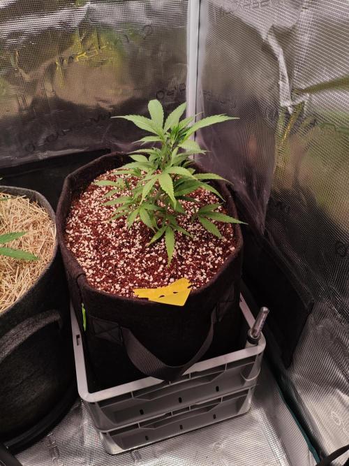HNNY Midnight Lemonade 🍋. Week 3