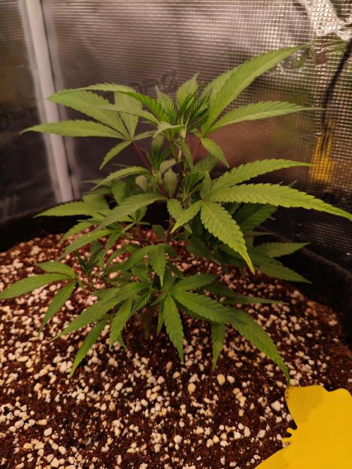 HNNY Midnight Lemonade 🍋. Week 3