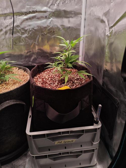 HNNY Midnight Lemonade 🍋. Week 3
