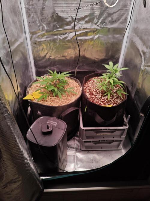 HNNY Midnight Lemonade 🍋. Week 3