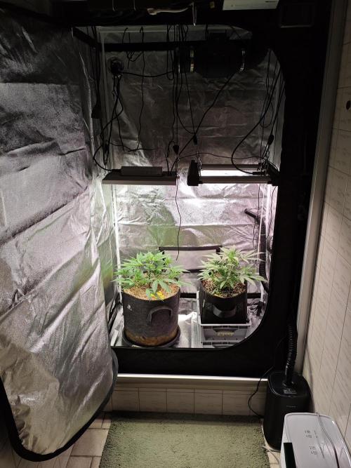 HNNY Midnight Lemonade 🍋. Week 4