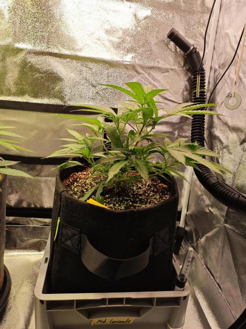 HNNY Midnight Lemonade 🍋. Week 4