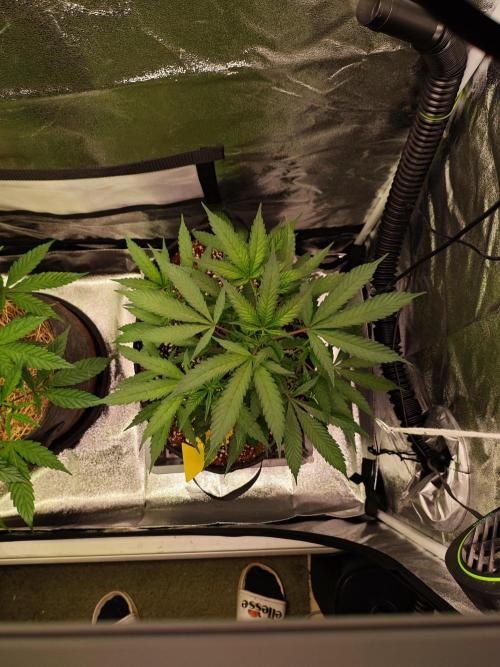 HNNY Midnight Lemonade 🍋. Week 4