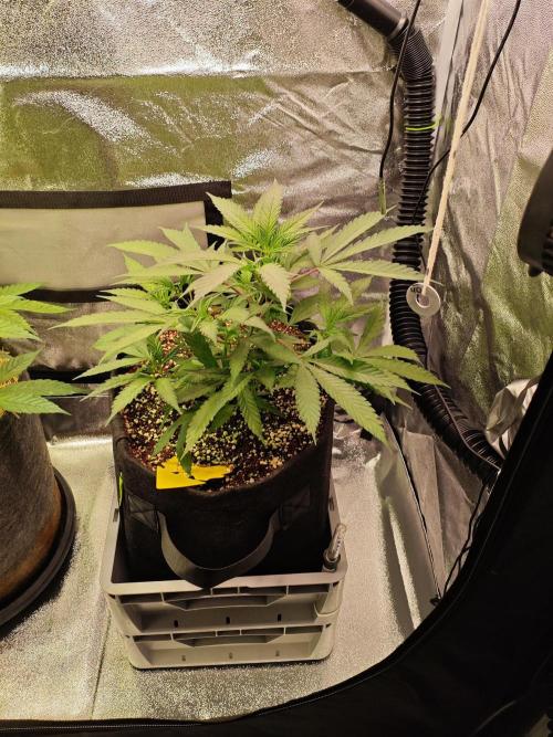 HNNY Midnight Lemonade 🍋. Week 4
