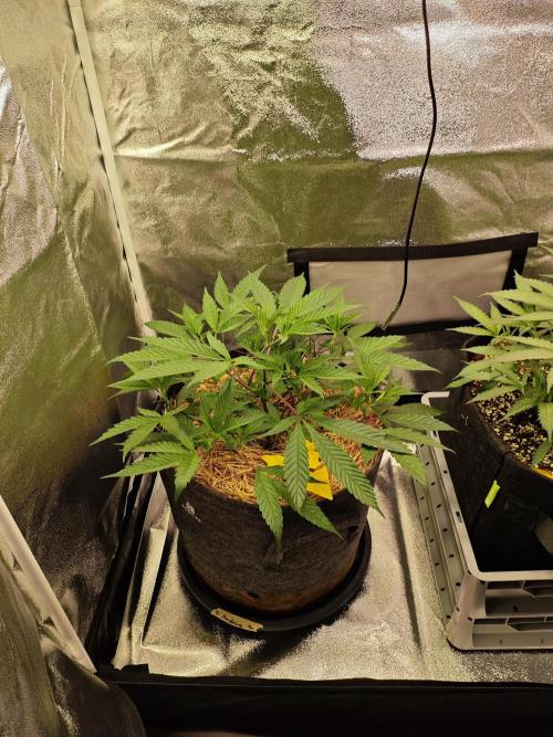Pure Mandarine Bomb 🍊. Week 4