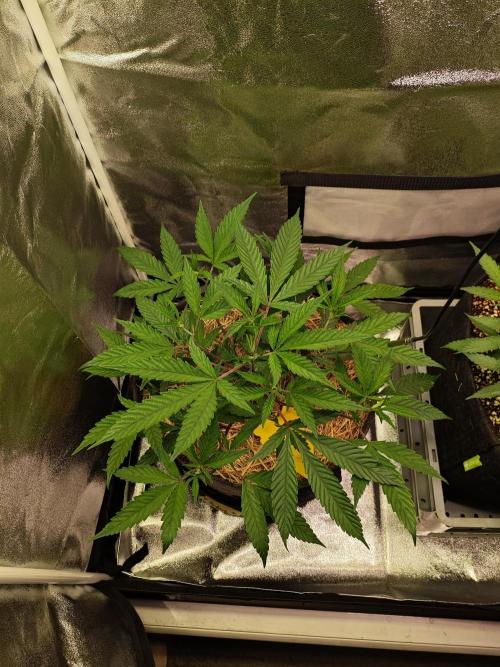 Pure Mandarine Bomb 🍊. Week 4