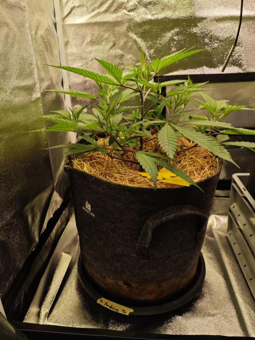 Pure Mandarine Bomb 🍊. Week 4
