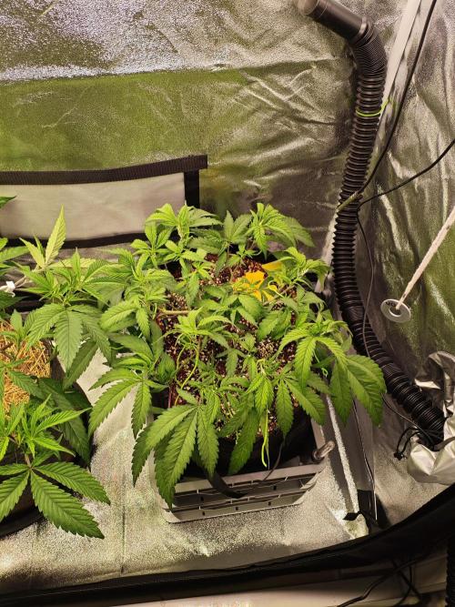 HNNY Midnight Lemonade 🍋. Week 5