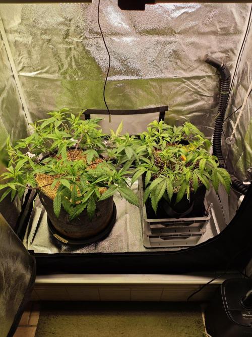 HNNY Midnight Lemonade 🍋. Week 5