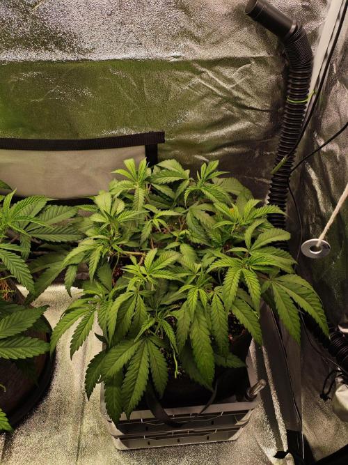 HNNY Midnight Lemonade 🍋. Week 5