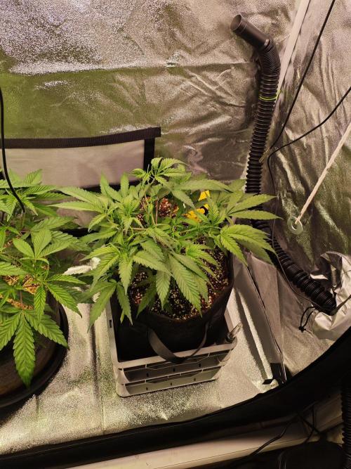 HNNY Midnight Lemonade 🍋. Week 5