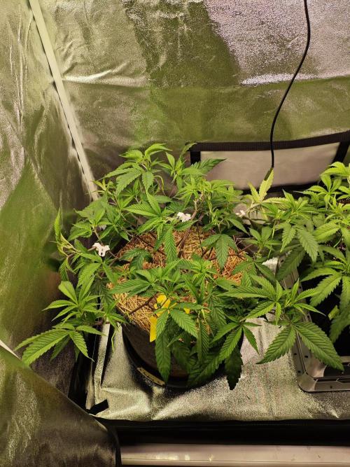 Pure Mandarine Bomb 🍊. Week 5
