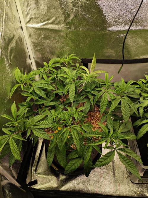 Pure Mandarine Bomb 🍊. Week 5