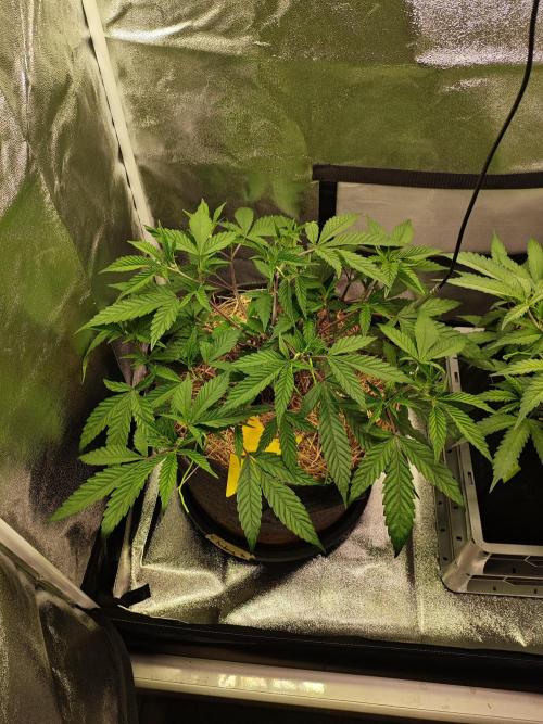 Pure Mandarine Bomb 🍊. Week 5