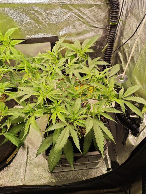 HNNY Midnight Lemonade 🍋. Week 6
