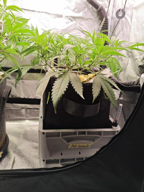 HNNY Midnight Lemonade 🍋. Week 6