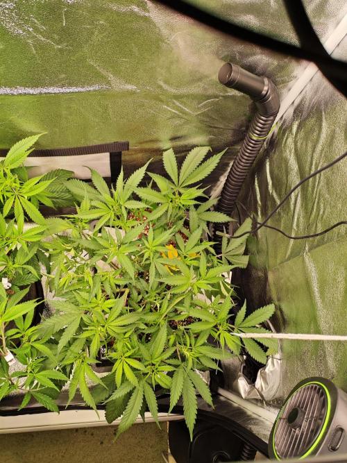HNNY Midnight Lemonade 🍋. Week 6