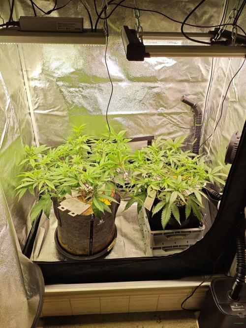HNNY Midnight Lemonade 🍋. Week 6