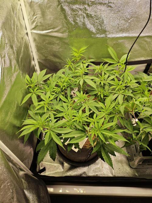 Pure Mandarine Bomb 🍊. Week 6