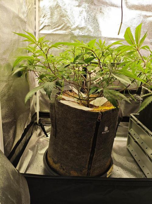 Pure Mandarine Bomb 🍊. Week 6