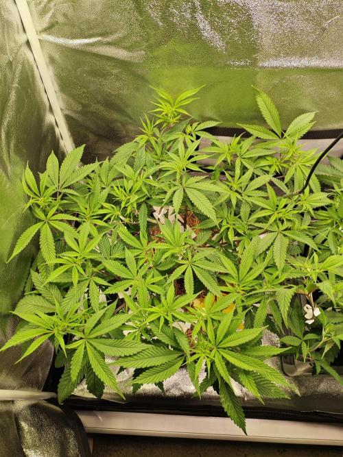 Pure Mandarine Bomb 🍊. Week 6