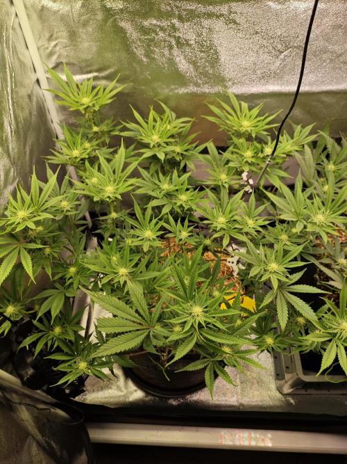 Pure Mandarine Bomb 🍊. Week 7