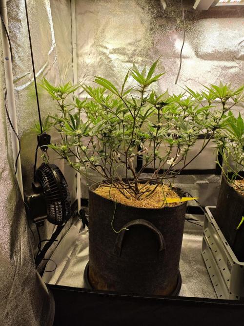 Pure Mandarine Bomb 🍊. Week 7