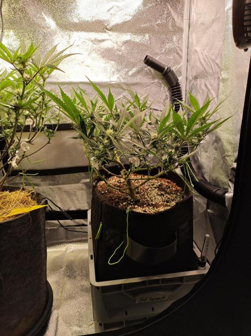 HNNY Midnight Lemonade 🍋. Week 7