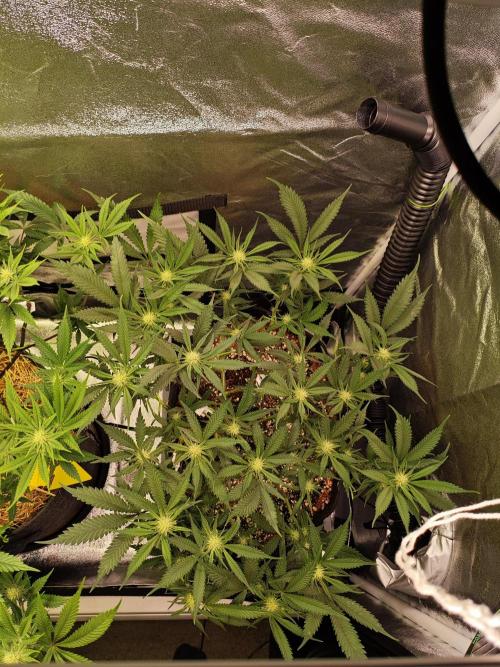 HNNY Midnight Lemonade 🍋. Week 7
