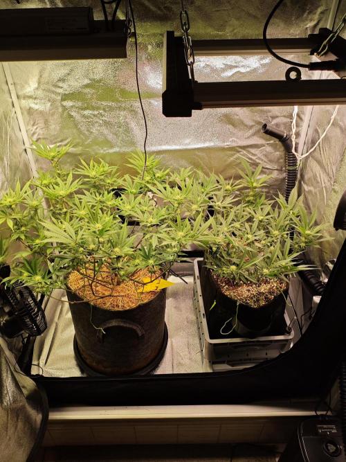 HNNY Midnight Lemonade 🍋. Week 7