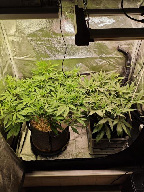 HNNY Midnight Lemonade 🍋. Week 7