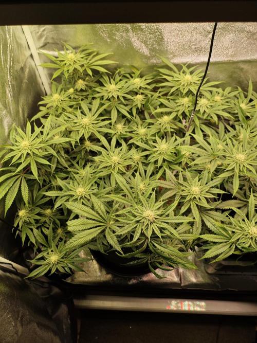 Pure Mandarine Bomb 🍊. Week 8